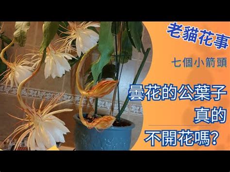 曇花會結果嗎|【曇花會結果嗎】驚奇！「月下美人」曇花竟然會結。